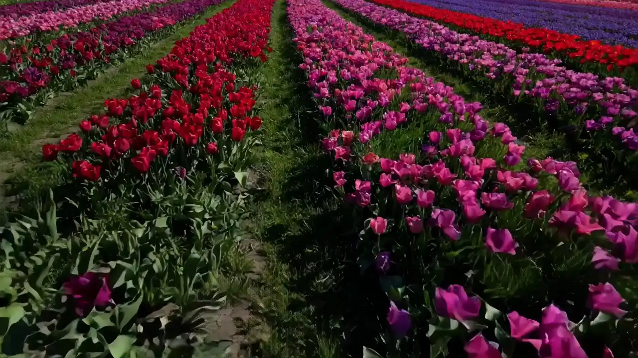 Nature Story Muse Video cover
